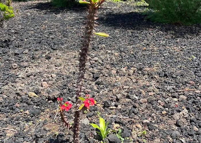 Casa Baleia Laranja Ocean-front Madalena (Azores)