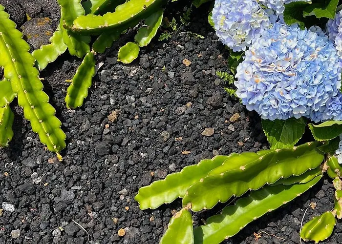 Casa Baleia Laranja Ocean-front * Madalena (Azores)