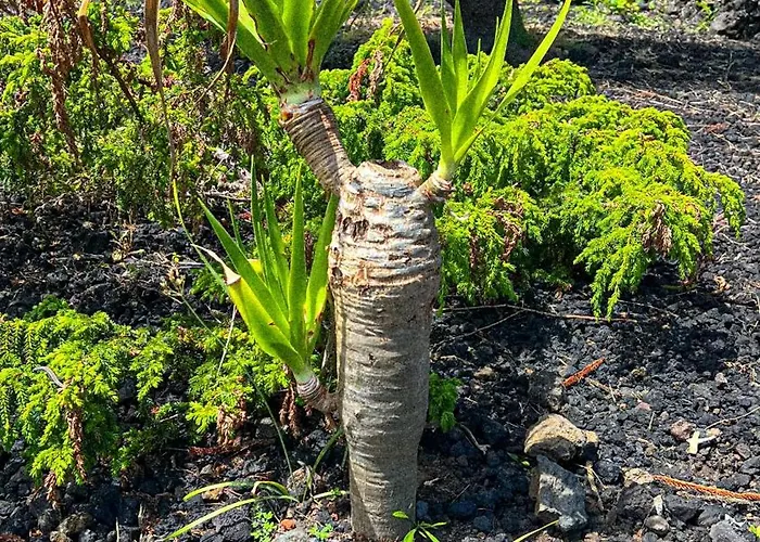 Βίλα Casa Baleia Laranja Ocean-front