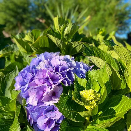 ヴィラ Casa Baleia Laranja Ocean-front *