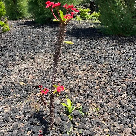 Casa Baleia Laranja Ocean-front マダレナ