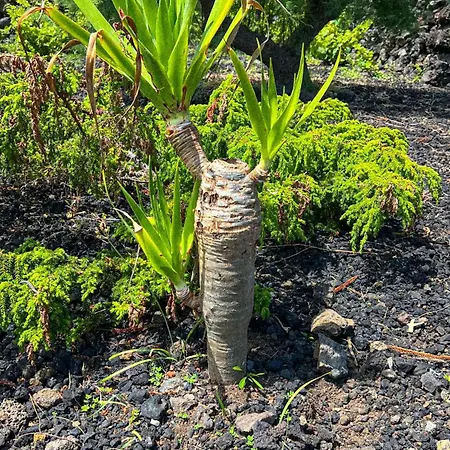 Villa Casa Baleia Laranja Ocean-front