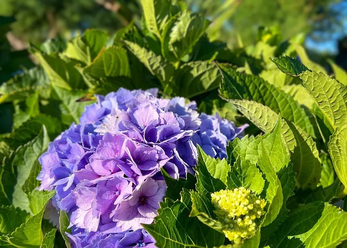 Villa Casa Baleia Laranja Ocean-front *